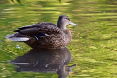 Duck on Green Pond