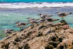 Mexico Gulls