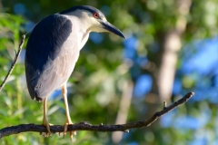 Night Heron