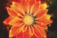 Fantasy Flower Orange