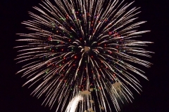 Fireworks Dandelion