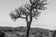 Dinosaur Ridge Tree