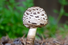 Mushroom