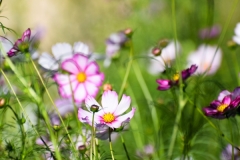 Pink Wildflowers